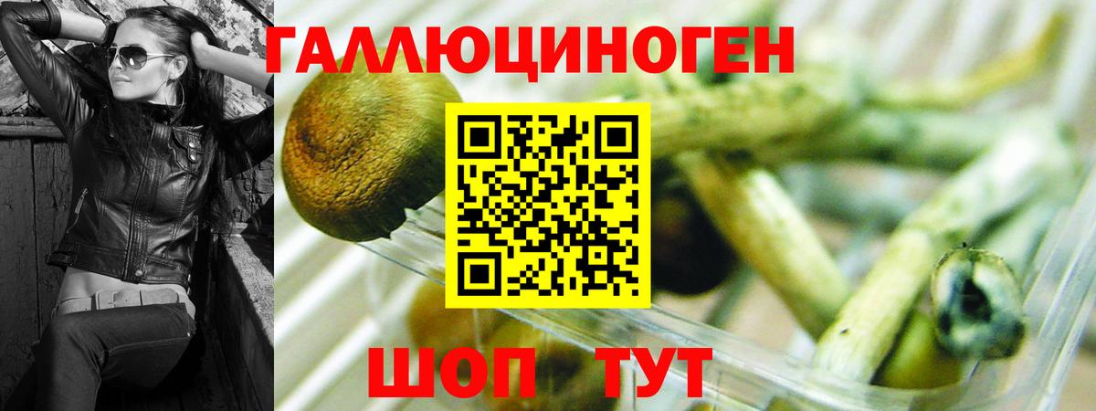 Галлюциногенные грибы Psilocybine cubensis  Псилоцибиновые грибы прущие грибы  Отрадный  Вход с VPN 